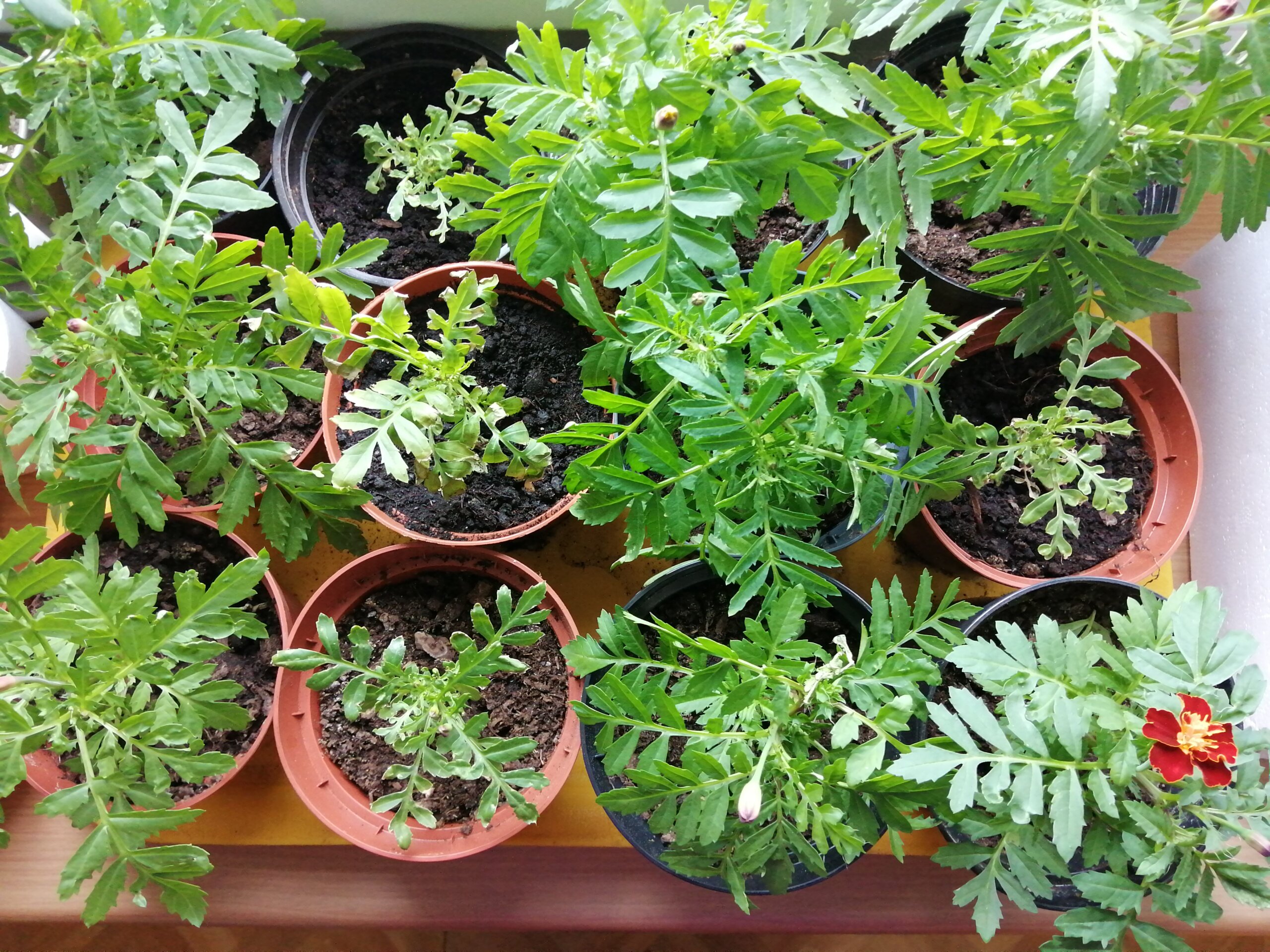 Sadzonki różnych roślin