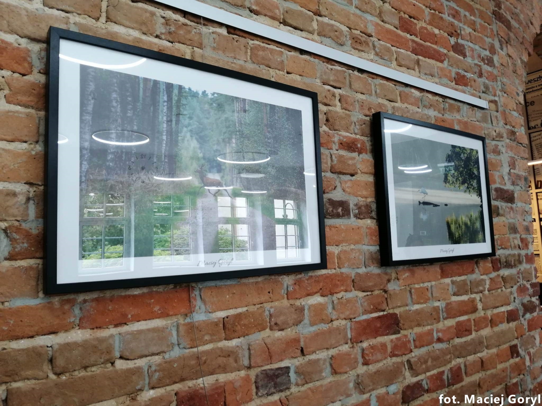 Fotografie Macieja Goryla wiszące w galerii na ścianie