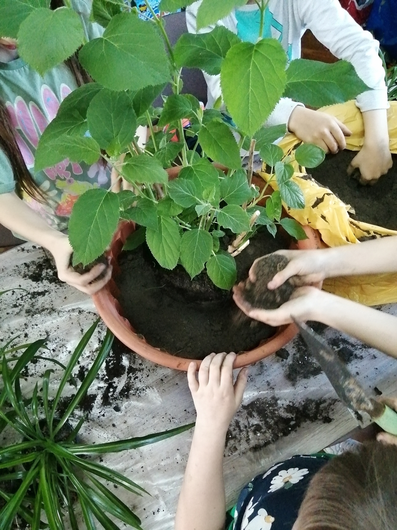 Dzieci sadzą rośliny w doniczkach