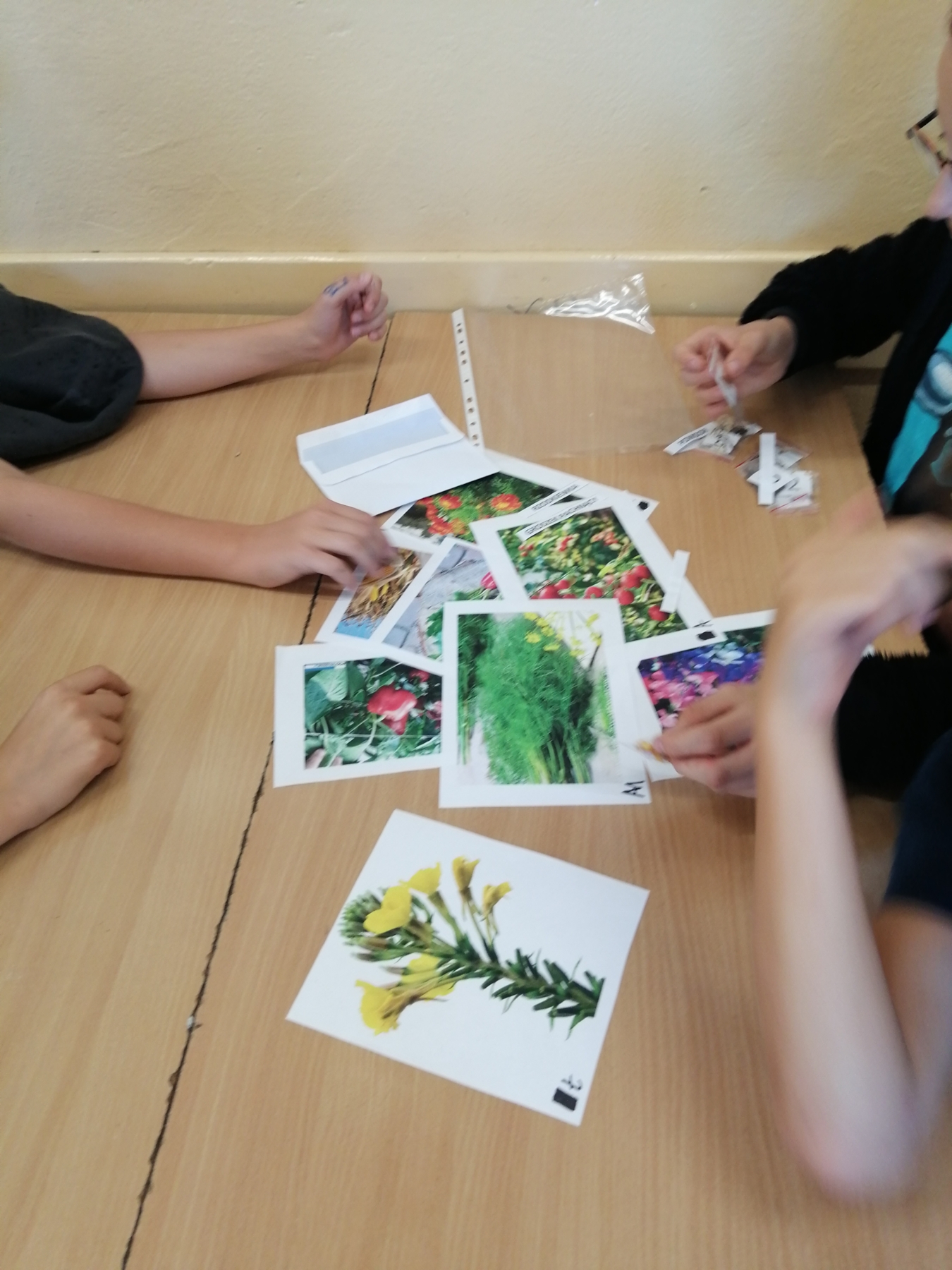 Uczniowie rozpoznają nazwy rośliny