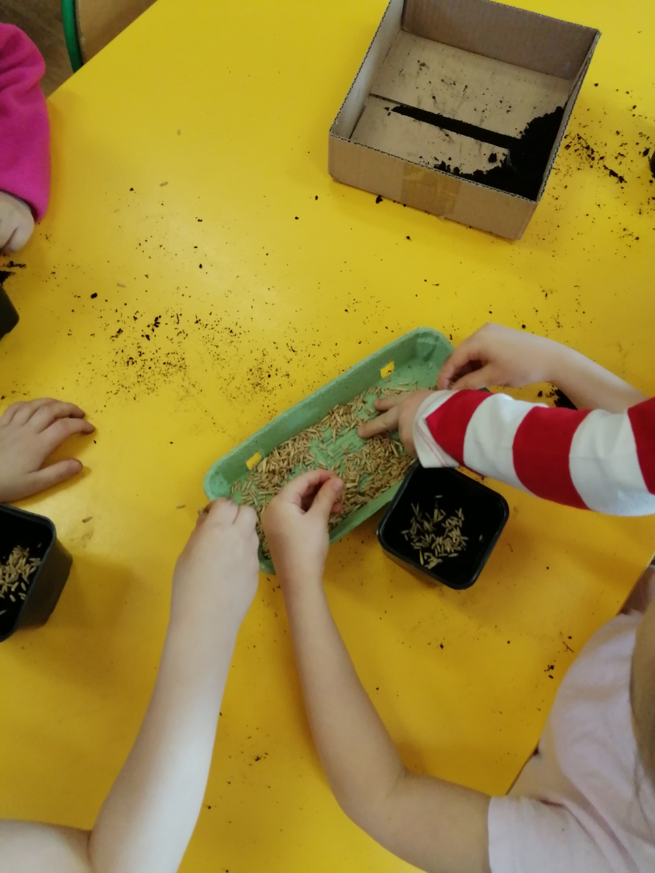 Dzieci sadzą nasionka w doniczkach