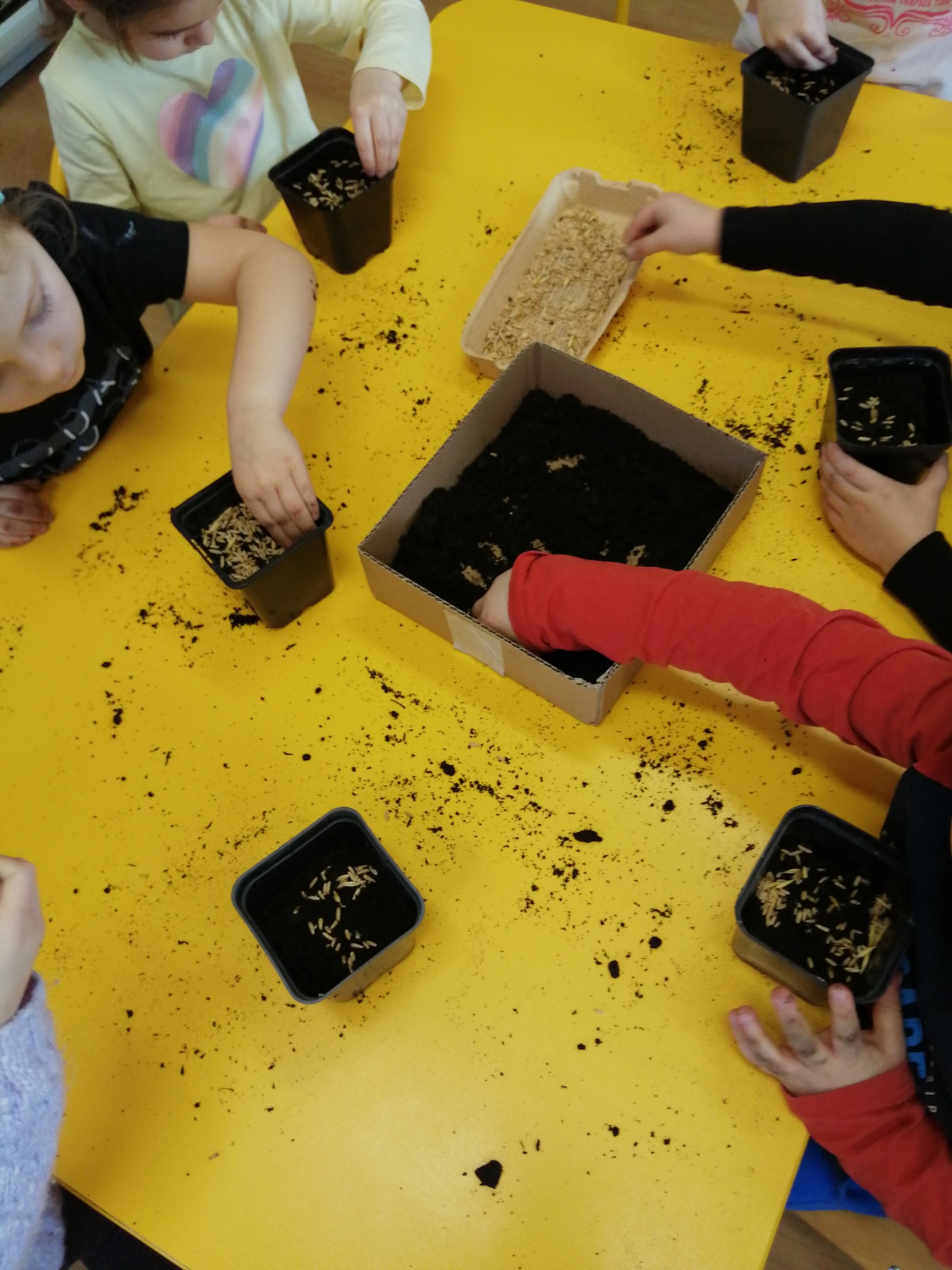 Dzieci sadzą nasionka w doniczkach